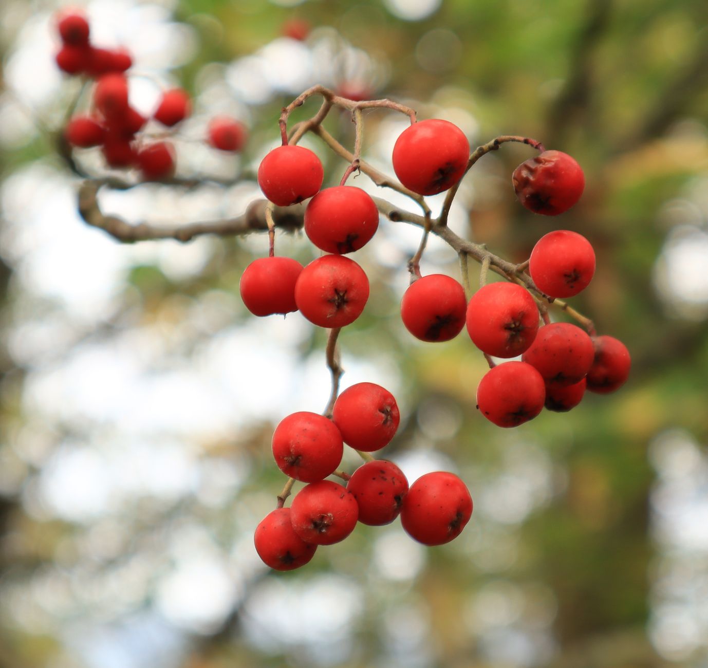 Aronia i sezonowe jabłka w misce na kuchennym stole